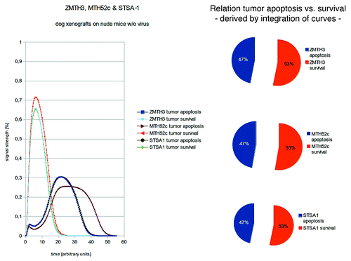 Figure 2. Shown here are models and/or ratios of tumor survival and apoptosis of the canine, MTH52c, STSA-1, and ZMTH3 tumors in nude mice. In order to estimate the differences between tumor survival and apoptosis, the polynomial area of the diagrams were calculated. Without viral therapy the tumors are in indefinite proliferation.