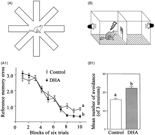 Figure 5. (A) Evaluation of learning-associated memory in DHA-fed rats in the eight-arm radial maze experimental paradigm. Memory (long-term) was measured by determining the number of reference memory errors (RMEs) (repeated entry into baited/unbaited arms) of young rats in the radial maze task [Citation71]. (A1) The number of RMEs over blocks of trials. Each value denotes the number of RMEs made until the rat acquired all the rewards; results are mean ± SE in each block of six trials. (B) Evaluation of memory of DHA-fed Alzheimer's disease (AD) model rats by active shuttle avoidance apparatus [Citation72]. The performance of each rat was automatically recorded at each trial, and learning ability was determined as the number (#) of avoidance responses/session and the response latency in avoiding and escaping/UCS shock. The upper the number of avoidance responses, the higher the learning ability. One session consisted of 10 trials. Each rat had a total of three sessions, at days 7, 14 and 21 after surgery for AD. (B1) Mean total number of “avoidance responses” at 7, 14 and 21 days after the commencing of surgery. Values are mean ± SE for each group of 30 trials. DHA was administered at 300 mg/kg/day.