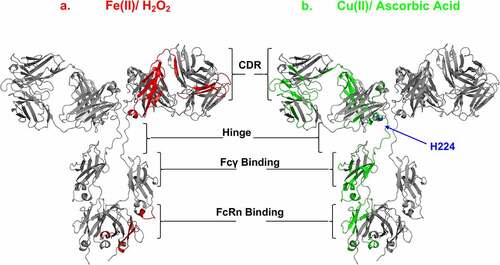Figure 7. Effects of MCO on the mAb and ADC CDR, hinge, FcRIII and FcRn binding sites. IgG1 homology structure with mapped oxidation levels impacted by either (a) Fe(II)/H2O2 (red) or (b) Cu(II)/Asc (green) to the functional sites. Note: hinge residue “H224” is oxidized specifically by Cu(II), and not Fe(II). Cu(II) Model of IgG1 constructed using 1BJ1 and 1IGY crystal structures