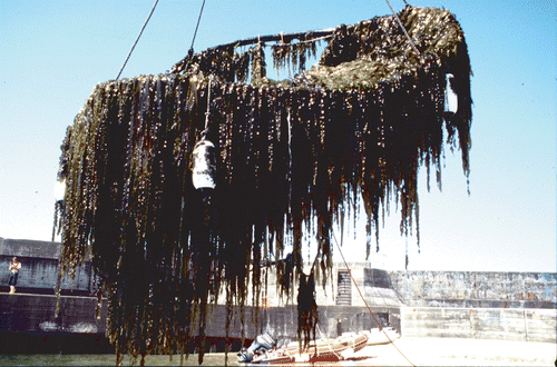 Fig. 2. Preparation of Laminaria harvest from a ring-system after growth in the sea near Helgoland (Germany; North Sea). The ring was lifted from the water by a land-based crane (from Buck & Buchholz, Citation2004 with kind permission of Springer Science and Business Media; original figure in colour).
