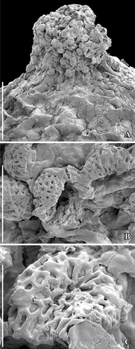 Figure 9. SEM images of Canrightiopsis dinisii gen. et sp. nov. Stigmatic area and pollen, from the Early Cretaceous Chicalhão site, Portugal (holotype P0311; sample Chicalhão 125). A. Raised stigmatic area with numerous pollen grains embedded in amorphous substance. B–C. Details of pollen from stigmatic area showing monocolpate aperture and reticulate tectum (B) as well as supratectal ornamentation. Scale bars 100 µm (A), 20 µm (B), 10 µm (C).
