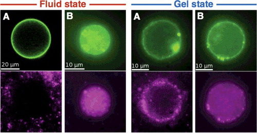 Figure 10. Fluorescence microscopy images of fluorescent GUV (green, top row)) in fluid and gel state, interacting with SNPs (magenta, bottom row). Fluid state (left): (A) After 30 min incubation with 123 nm diameter particles, (B) after 10 min exposure to 42 nm diameter particles. Gel state (right): (A) After 15 min exposure to 123 nm diameter particles, (B) after 10 min exposure to 42 nm diameter particles.