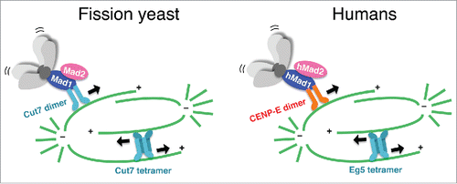 Figure 3. Mad1 has a conserved role in chromosome alignment. In fission yeast, Mad1 targets both Cut7/kinesin-5 and Mad2 to unattached kinetochores to glide misaligned chromosomes and activate the SAC. In human cells, hMad1 utilizes CENP-E/kinesin-7 instead of Eg5/kinesin-5 for chromosome gliding. Both in fission yeast and in human cells, kinesin-5 motor protein plays an essential role in spindle bipolarity.