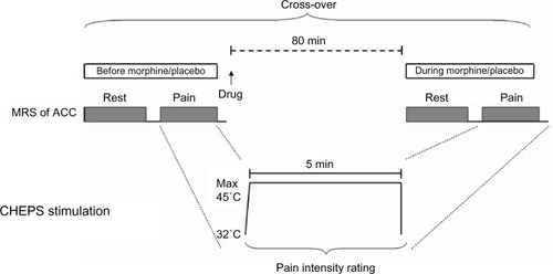 Figure 1 MRS of ACC was recorded at rest and during painful skin heat stimulation before and 80 minutes after drug administration in a randomized, double-blind, cross-over study using orally administered morphine (30 mg) or placebo. Heat was applied using a contact heat-evoked potential stimulator (CHEPS) for 5 minutes with a destination temperature found prior to the scan (maximum 45°C) and the starting temperature was 32°C. Subjective pain perception of the stimulus was rated.