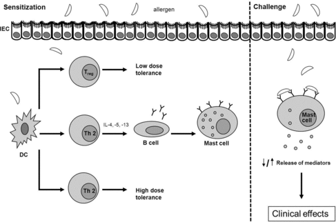 Figure 4. Schematic representation of an IgE-mediated allergic reaction to food allergens. In normal individuals, presentation of processed proteins and peptides by DCs to naïve T cells will lead to the induction of high-dose tolerance (induced by T cell clonal anergy and apoptosis) or low-dose tolerance (active suppression of the immune reaction via induction of Treg cells). However, in certain individuals, presentation of a food protein by DCs on MHCII may result in the induction and activation of Th2 cells. By secreting cytokines (e.g. IL-4, IL-5, IL-13), these Th2 cells stimulate B cells to produce allergen-specific IgE which is distributed systemically. This allergen-specific IgE binds to high affinity IgE receptors (FcϵRI) present primarily on mast cells and basophils. This process is known as allergic sensitization. Re-exposure (challenge) to the food antigen results in crosslinking of the IgE bound on FcϵRI, which provokes degranulation of mast cells and basophils and the release of mediators (such as histamines, cytokines, leukotrines, prostaglandins and platelet-activating factor). This leads to a variety of clinical effects.