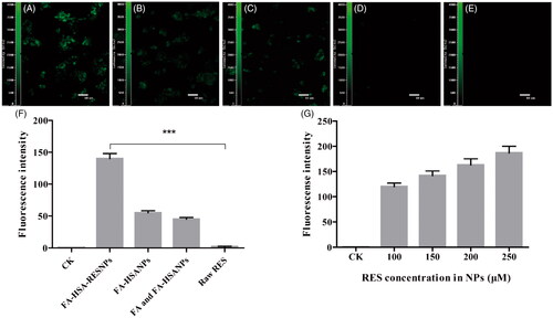 Figure 7 LSCM images of (A) FITC-labeled FA-HSA-RESNPs, (B) FITC-labeled FA-HSANPs, (C) FITC-labeled physical mixture of FA-HSANPs, (D) FITC-labeled raw RES, (E) blank cells without NPs added, (F) fluorescence intensity of NP uptake by cultured HepG2 cells and (G) concentration dependence of FA-HSA-RESNP uptake by cultured HepG2 cells. Notes: ***p ≤ .001. Abbreviation: CK, control check.