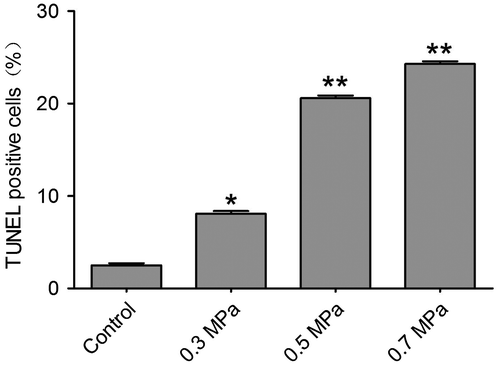 Fig. 7. Quantification of TUNEL positive cells ascertained from apoptosis detection for various cell samples as indicated in Fig. 6.Notes: The bar graph represents the mean percentage (±SEM) of apoptosis cells in each condition. Samples with mechanical compression have a significant larger scale of apoptosis than their unstimulated controls (*p < 0.05, **p < 0.01).