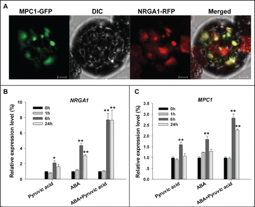 Figure 2. Subcellular localization of MPC1 and its gene transcription behavior. (A) Colocalization of GFP-tagged MPC1 and RFP-tagged NRGA1. The yellow signal indicates areas of overlap between the green and red signals. Quantitative RT-PCR of NRGA1 (B) and MPC1 (C) transcript under 200 μM pyruvic acid, 100 μM ABA or both were analyzed. Transcript levels relative to that of ACTIN2 are presented for each treatment. Each value represents the mean±SE of 3 independent measurements. The *, ** represent significant difference determined by the Student's t-test at P < 0.05 and P < 0.01 respectively. Bars = 10 μm.