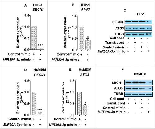 Figure 9. MIR30A-3p specifically targets BECN1 and ATG3. Downregulation of BECN1 and ATG3 in THP-1 cells (A and B) and HsMDM (D and E) transfected with the MIR30A-3p mimic. Macrophages were transfected with the MIR30A-3p mimic (25 nM), RNA was isolated (48 h post-transfection) and quantitative real-time RT-PCR was performed to access the expression status of BECN1 and ATG3. The control mimic for MIR30A-3p was used as a negative control. qRT-PCR data shown here represent mean values obtained from 3 independent experiments. RNU6-1 was used as the endogenous control. Data analysis was performed using 2-ΔΔCt method. (Mann-Whitney test; *, P < 0.05). Downregulation of BECN1 and ATG3 in THP-1 cells (C) and HsMDM (F) transfected with the MIR30A-3p mimic. Macrophages were transfected with the MIR30A-3p mimic (25 nM) and the corresponding control mimic for 48 h. Cell lysates from control THP-1 cells and cells transfected with the miR-mimic for MIR30A-3p, control mimic and cells treated with transfection reagent were probed for BECN1 and ATG3 expression using corresponding primary antibodies. TUBB was used the loading control. The data are representative of 3 independent experiments. HsMDM, human monocyte-derived macrophages. Cell cont, cell control; Transf. cont, transfection control.