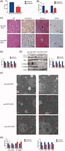 Figure 5. Antibody-mediated OPN neutralization attenuates hepatic steatosis and recovers the autophagy impairment in NAFLD mice induced by HFD. Liver tissues were collected at 24 h after last antibody application. (A) Serum levels of ALT. (B) RT-PCR analysis of TNFα and CCL2. (C) Representative images of H&E, Oil Red O, Masson and αSMA staining of liver tissue. (D) Hepatic mRNA expression of C/EBPα, C/EBPβ, Cidea and Ly6D genes by RT-PCR. (E) Hepatic expression of autophagy-related and lipogenesis-related proteins by western blot analysis and graphs of their quantification. (F) Representative images of TEM observation of the livers of HFD mice treated with anti-OPN Ab, the right panels are amplified from selected areas in the left panels. Red arrows indicate initial or formed autophagosomes which are seen beside or inside the lipid droplets. (G) Hepatic mRNA expression of lipid metabolism-related genes by RT-PCR. Scale bars are shown. Values are means ± SEM. *p < .05; **p < .01; ***p < .001. All experiments were repeated at least thrice.