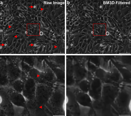 Figure 2. Effects of de-noising. a) typical unfiltered image of a dense layer of U138 glioblastoma cells. Arrows point to cell division events and arrowheads to regions of unclear cell-cell boundaries. The bottom image corresponds to an enlarged version of the marked region of the full size image. b) De-noised version of the image shown in a) and the respective magnification. Please denote the reduction of small intracellular structures and conservation of edges. Scale bars depict 100 µm (top row) or 20 µm (bottom row).