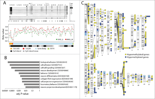 Figure 3. Hypermethylated genes in INRG stage (M) compared to stage L. (A) Gene plot of the TERT gene. The TERT gene represented by a UCSC track (http://genome.ucsc.edu/),Citation32 showing TERT transcripts and positions of 450K probes (upper panel). Gene plot showing mean methylation levels of INRG M, and L for all probes on the Illumina 450K platform annotated to TERT gene (lower panel); (B) The 10 gene ontologies (GO) with lowest P-value from functional GO analysis using the DAVID software. Adj P-value; Benjamini adjusted P-value. (C) Chromosomal distribution of genes at INRG DMRs.