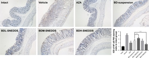 Figure 8 Effects of BD-SNEDDS on the protein expression of NF-κB in rats with TNBS-induced UC (immunohistochemistry analysis of colorectal sections; original magnification 100×).Notes: The IOD is expressed as mean±SD and analyzed by ANOVA followed by Dunnett’s test. ##P<0.01 vs intact group, **P<0.01 vs vehicle group, P<0.01 vs BD-suspension group.Abbreviations: BD-SNEDDS, BD-loaded self-nanoemulsifying drug delivery system; BD-suspension, BD suspended in 0.5% sodium carboxymethyl cellulose solution; IOD, integrated optical density; AZA, azathioprine; TNBS, trinitrobenzenesulfonic acid; NF-κB, nuclear factor-κB; UC, ulcerative colitis; BDL-SNEDDS, low-dosage BD-loaded self-nanoemulsifying drug delivery system; BDM-SNEDDS, medium-dosage BD-loaded self-nanoemulsifying drug delivery system; BDH-SNEDDS, high-dosage BD-loaded self-nanoemulsifying drug delivery system.