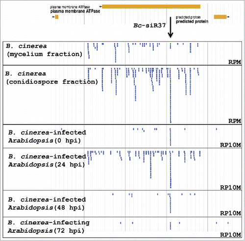 Figure 1. Bc-siR37 accumulates in B. cinerea-infected Arabidopsis. Bc-sRNA expression profiles at the locus of the Bc-ATPase gene Bcin12G_06020 in B. cinerea mycelium, conidiospore samples, or in the B. cinerea-infected Arabidopsis at 0, 24, 48, and 72 hpi. Bc-siR37 was enriched in infected Arabidopsis at 24 hpi. sRNA reads were normalized to reads per million (RPM) in mycelium and condiospore samples and reads per 10 million (RP10M) in B. cinerea-infected plant samples. The size range of small RNAs that mapped to the Bc-ATPase (Bcin12G_06020) gene locus was 20–35 nt with predominately 21–22-nt, and 24–26-nt classes.