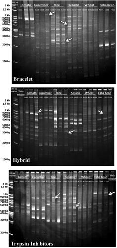 Figure 6. Acrylamide gels used in screening of cyclotides and their analogues using cyclotide sub-family specific primers (Bracelet, Hybrid and Trypsin Inhibitors) in different economic plant species: Tomato ‘Solanum lycopersicum’ (T.CV1: LOJAIN, T.CV2: L-276, and T.CV3: 023), Cucumber ‘Cucumis sativus’ (C.CV1: AL NEMS F1, C.CV2: Ruba 73 F1, and C.CV3: OF OFFICER F1), Rice ‘Oryza sativa’ (R.CV1: SK-102, R.CV2: SK-103, and R.CV3: SK-106), Sesame ‘Sesamum indicum’ (S.CV1: Sohag-1, S.CV2: Toshky-1, and S.CV3: Shandwil-3), Wheat ‘Triticum aestivum’ (T.CV1: Bany Swif-4, T.CV2: Gemmeiza-1, and T.CV3: Sakha 95), Faba bean ‘Vicia faba’ (F.CV1: Wadi 1, F.CV2: Nobaria 1, and F.CV3: Nobaria 3), and Viola tricolor.