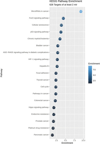 Figure 6 Functional enrichment plot of the set of 628 genes targeted by at least two miRNAs. Pathways related to prostate cancer, cellular functions, miRNAs deregulation and to DNA repair are shown to be significantly enriched. On the plot, each bubble represents a term and includes the significance of the enrichment as -log10 (p-value).