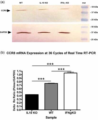 Figure 7. CCR8 protein expression in CD8+ T cells isolated from mD52-vaccinated mice. (a) Western blot analysis demonstrating protein expression of CCR8 in CD8+ T cell whole protein lysates. GAPDH served as a control for protein loading. Molecular weight (mw) markers are shown on the far right. (b) Real-time RT-PCR confirmation of differential expression of CCR8 in CD8+ T cells isolated from mD52-vaccinated mice. Individual bars represent CCR8 expression differences, at 36 cycles of amplification, as a ratio of GAPDH expression (Primer/GAPDH). Significance was determined by unpaired t-test: *** p < .001.