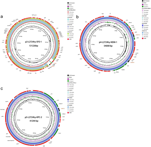 Figure 2 Comparative analysis of plasmids p2-L2724hy-SFO-1, p4-L2724hy-NDM-1, and p5-L2724hy-KPC-2 in L2724hy. The BRIG circle maps show plasmid resistance genes and mobile genetic elements (MGEs). (a) plasmid p2-L2724hy-SFO-1 carrying blaSFO-1 and fosA3. (b) plasmid p4-L2724hy-NDM-1 harboring blaNDM-1 and blaSHV-12. (c) plasmid p5-L2724hy-KPC-2 bearing blaKPC-2.