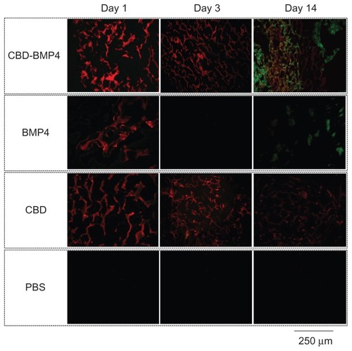Figure 2 Fluorescence images of a collagen sponge.Notes: Collagen sponges containing fluorescence-labeled CBD-BMP4, BMP4, or CBD were implanted into rabbit femur. Sponges soaked with vehicle PBS were used as a control (three femurs per each group). On days 1, 3, and 14 after the implantation, the sponges were retrieved, and the sections were examined under a fluorescence microscope. HiLyte Fluor 555-labeled CBD-BMP4/BMP4/CBD is shown in red. Bone stained by calcein acetomethoxy is shown in green. Representative photographs from each group are shown.Abbreviations: CBD, collagen-binding domain; BMP4, bone morphogenetic protein-4; PBS, phosphate buffered saline.
