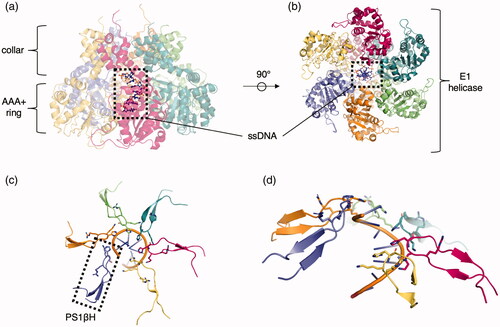Figure 6. Representative clade 4 structure. (a) Side view of papillomavirus E1 hexameric helicase bound to MgADP and ssDNA (PDB: 2GXA (Enemark & Joshua-Tor Citation2006)). Each identical protomer is uniquely colored with ssDNA (ball and stick) centered in the pore. (b) Top view of the helicase complex with ssDNA in the pore (ball and stick). (c) Engagement of the K506 and H507 from the PS1βH insertion to the ssDNA (cartoon). (d) Side view of the staircase engagement of the six protomers via the PS1βH to the ssDNA (cartoon).