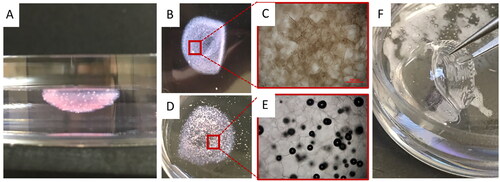 Figure 4. Comparison of optical properties of the corneal structures printed with the modified FRESH process and the standard bioprinting method. (A) FRESH printed corneal structures showing well preserved cornea shape. (B-C) Overview and microscopic images of FRESH printed corneal structures with a collagen-based bioink. (D-E) Overview and microscopic images of FRESH printed corneal structures with an alginate-based bioink. (F) Corneal structures printed with the standard (presented) bioprinting method.