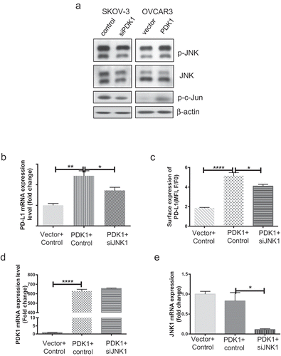Figure 5. JNK-c-Jun activation is involved in PDK1-induced PD-L1 expression in ovarian cancer cells. (a) Immunoblotting of total and phosphorylated forms of JNK and c-Jun in OVCAR3 cells overexpressing PDK1 and SKOV-3 cells depleted of PDK1. (b, c) PD-L1 mRNA and surface expression in PDK1-overexpressing OVCAR3 cells with knockdown of JNK1. (d) PDK1 mRNA expression in OVCAR3 cells transfected with PDK1-expressing plasmid followed by siRNAs targeting JNK1. (e) qPCR assessment of JNK1 mRNA expression. Representative data from three experiments are shown (*P < .05, **P < .01, ****P < .0001).