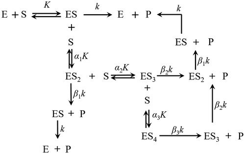 Figure 3. Sequential substrate binding and reaction processes on LDH at the coenzyme saturation condition.