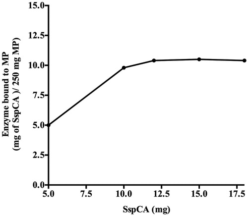 Figure 3. Binding of SspCA to MNPs. The amount of SspCA bound to 250 mg of Fe3O4 increased up to about 12 mg of enzyme. Measurements have been done determining the unbound SspCA in the supernatant after the binding process. Each point was the mean of three independent determinations. All data was analyzed by means of GraphPad Prism 5.0 software (GraphPad Software, San Diego, CA).