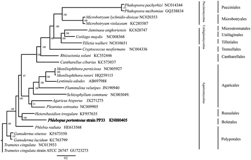 Figure 1. Phylogenetic relationships among 23 basidiomycete fungi inferred based on the concatenated amino acid sequences of 14 mitochondrial protein-coding genes. The 14 mitochondrial protein-coding genes were: nad1, nad2, nad3, nad4, nad4L, nad5, nad6, cox1, cox2, cox3, cob, atp6, atp8, atp9. The tree was generated using Bayesian inference (BI). Numerical values along branches represent statistical support based on 1000 randomizations.