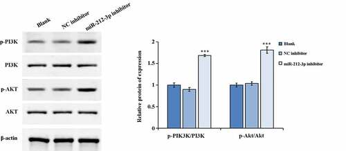 Figure 3. Activation of the signaling pathway of PI3K/AKT by down-regulation expression of miR-212-3p. ***P < 0.001