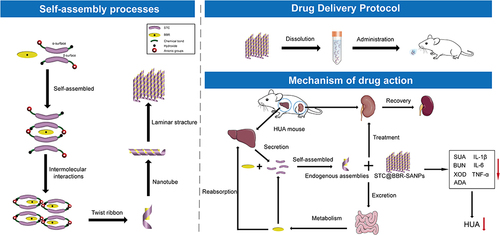 Figure 11 Schematic diagram of self-assembly processes; drug delivery protocol and mechanism of drug action.