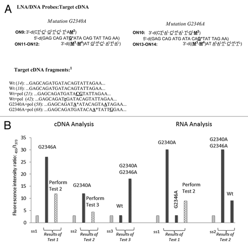 Figure 5. Detection of HIV PR cDNA and RNA fragments. Ss1−ss3 = ON10+ON14, ON9+ON12 and ON9+ON11, respectively. The data are presented according to homogeneous fluorescence genotyping assay described in Patients, Material and Methods section. Target abbreviations: Wt, wild type; Wt + pol, wild-type at positions 2340 and 2346 containing polymorphic mutations; G2340A (G2346A) + pol, mutation G→A at position 2340 (2346) and additional polymorphic mutations; r, purine as low-complexity or repetitive element.Citation1 For complete sequencing data of the cDNA fragments, see the Supplemental Material.