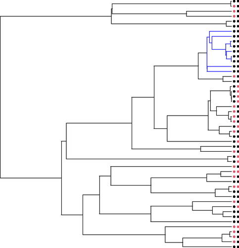 Figure 1. A phylogeny with the presence or absence of two genes shown at the tips. Gene 1 (circles) and gene 2 (squares), are either absent (red) or present (black) in each of the species at the tips of the tree. Black edges correspond to the parts of the tree where the genes are independent of each other, while blue edges indicate the two genes are dependent.