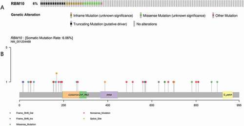 Figure 1. Mutation frequency (a) and types (b) of RBM10 in lung adenocarcinoma reproduced from The Cancer Genome Atlas (TCGA) database
