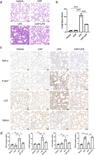 Figure 5 Effect of LPS on lung tissues, as shown by HE staining and immunohistochemical analysis (n=3). (a) Representative HE-stained image of mouse lung tissue (50 μm). (b) Statistical analysis of HE staining. (c) Immunohistochemical section scanning (50 μm). (d) Statistical analysis of the IHC results. (n=3) *P < 0.05, **P < 0.01, ***P < 0.001, ****P < 0.0001.