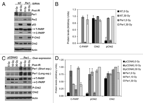 Figure 8. PER1 expression neither sensitizes human lung cancer cells to apoptosis nor affects Chk2 phosphorylation following ionizing radiation (IR). siRNA transfected NCI-H460 human lung cancer cells were irradiated with 0, 10 or 30 Gy of IR and allowed to grow for 48 h, protein lysates were prepared for immunoblot analysis. (A) Protein levels were analyzed by immunoblotting 48 h after irradiation with IR with the indicated antibodies from NCI-H460 cells transfected with either negative control (non-target, NT) or Per1 siRNAs. (B) Quantitative analysis of the immunoblots. (C) Protein levels were analyzed by immunoblotting 48 h after irradiation with IR with the indicated antibodies from NCI-H460 cells transfected with either empty vector (pCDNA3) or a mPer1-overexpressing vector for 72 h. (D) Quantitative analysis of the immunoblots. Averages and standard deviations are from at least three independent experiments. T-PARP and C-PARP stand for total PARP and cleaved PARP, respectively.