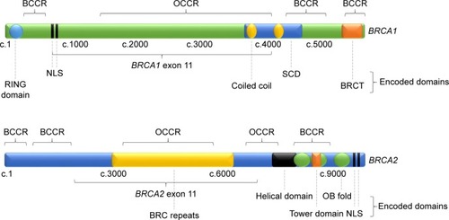 Figure 1 Structure of BRCA1 and BRCA2 genes, showing regions encoding identified protein domains, BCCRs and OCCRs.