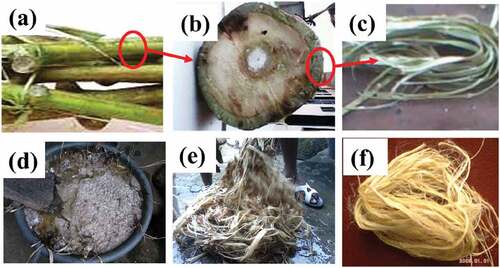 Figure 1. Illustration of the okra fiber extraction process: (a) fresh okra stem, (b) okra stem cross-section, (c) okra stem skin, (d) okra fiber soaking, (e) okra fiber washing, and (f) okra fiber.