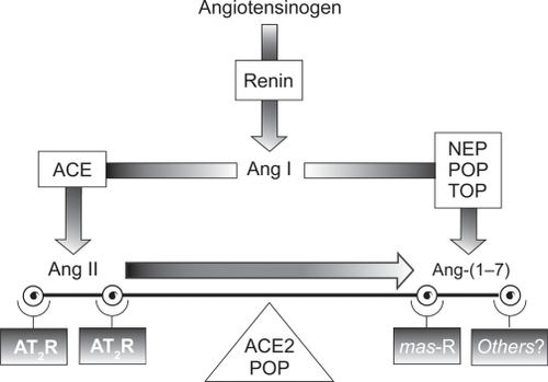Figure 2 The renin-angiotensin-aldosterone system. Reproduced with permission from Trask AJ, Ferrario CM. Angiotensin-(1–7): pharmacology and new perspectives in cardiovascular treatments. Cardiovasc Drug Rev. 2007;25(2):162–174.Citation60 Copyright © 2007. Blackwell Publishing.