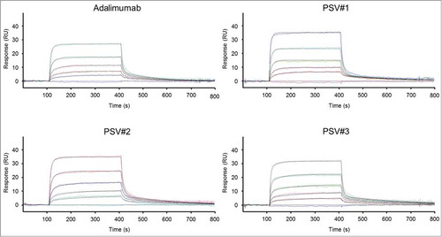Figure 6. Surface plasmon resonance analyses of adalimumab and pH-dependent variants binding to immobilized huFcRn at pH 6.0. Binding curves (colored lines) of representative experiments are shown that were simultaneously fitted (black lines) to a heterogeneous binding model. Kinetic parameters are summarized in the table. Mean values of triplicate measurements are shown for each antibody (except for PSV#3 which was measured in duplicates). Corresponding SD values are shown in parentheses.