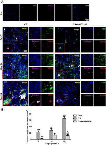 Figure 8 Blocking of CXCR4 reduced intrapulmonary recruitment of CFs to CS-injured sites. (A and B) Representative confocal images of CD45+/collagen-I+/CXCR4+ CFs assessed by immunofluorescent staining in the lung section were shown. Lung sections in control, CS, and CS+AMD3100 groups were stained with CD45-FITC(Green), CXCR4-Cy3(Red), and collagen I-Cy5(Purple). The cell nuclei were counterstained with DAPI(Blue). White arrows indicate CFs with triple colors of CD45+/collagen-I+/CXCR4+. Photos were taken under 3Dhistech (Pannoramic). Scale bar: 20 μm. *P < 0.05, **P < 0.01, ***P < 0.001 vs the control group. ###P < 0.001 vs the CS group.