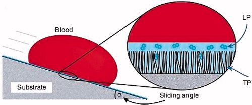 Figure 3. Blood repellency of TLP-coated substrate. Reprinted with permission from ref. [Citation16].