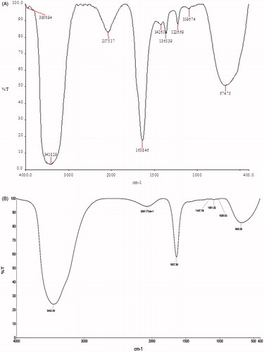 Figure 5. FT-IR spectrum: (A) extracellular extract secreted by B. brevis KN8(2); (B) biologically synthesized silver nanoparticles.