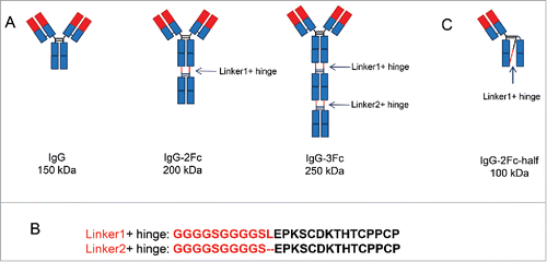 Figure 1. Design of the Fc tandem molecules. (A) Schematic representation of IgG1, IgG-2Fc and IgG-3Fc molecules. The IgG-2Fc contains 2 copies of Fc and has an expected molecular weight (MW) of 200 kDa, IgG-3Fc contains 3 copies of Fc and has an expected MW of 250 kDa. (B) The connecting region between Fcs include 2 (GGGGS) repeats and a full hinge region. (C) Schematic representation of the alternatively folded IgG-2Fc-half molecule with a MW of 100 kDa.