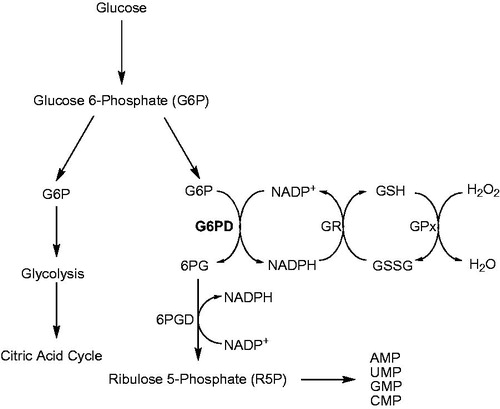 Figure 1. Pentose phosphate pathway (PPP) and glutathione coupling: Glucose-6-phosphate dehydrogenase (G6PD), 6-phosphogluconate dehydrogenase (6PGD), glutathione reductase (GR), glutathione (GSH), oxidized glutathione (GSSG), glutathione peroxidase (GPx).
