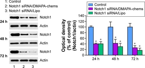 Figure 7 Western blot analysis of SKOV3 cells.Notes: Suppression of the protein expression of the Notch1 gene in SKOV3 cells evaluated by Western blot analysis after transfection with siRNA/DMAPA-chems complexes at an N/P ratio of 100 and an siRNA dose of 50 nM for 24, 48, and 72 h. The data are presented as mean ± SD (n=4, *P<0.01, compared with the control group and the Notch1 siRNA/DMAPA-chems or Notch1 siRNA/Lipo group).Abbreviations: siRNA, small interfering RNA; n, number; DMAPA-chems, N-(cholesterylhemisuccinoyl-amino-3-propyl)-N, N-dimethylamine; SD, standard deviation; N/P, nitrogen-to-phosphate.