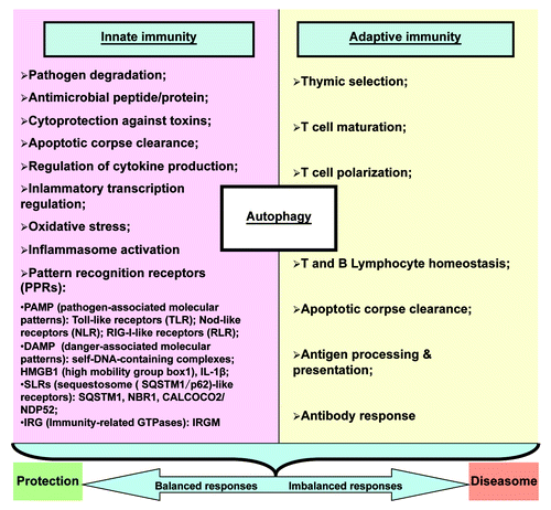 Figure 2. The multifaceted roles of autophagy in immunity. The many currently recognized roles of autophagy in innate and adaptive immunity have been steadily increasing in complexity. Normal autophagy function contributes to balanced immunity responses, resulting in protection against disease. Imbalanced autophagy results in maladaptive responses and more severe disease. Here “diseasome” stresses more on convergence of different diseases as “every road leads to Rome” in which autophagy may be a common pathway.