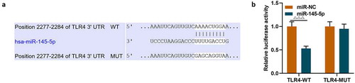 Figure 6. MiR-145-5p could specifically target TLR4 and inhibit TLR4 expression