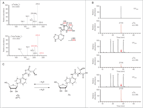 Figure 2. Structural determination of N394. (A) The CID spectra of unlabeled (top) and deuterium (D)-labeled (bottom) ct6A bases (BH2+). The product ions are assigned in the chemical structures of the ct6A base. D-labeled product ions are shown in red. Unassigned spectra containing the D-labeled portion are indicated by asterisks. (B) LC/MS coinjection of the synthetic and natural ct6A. UV traces (254 nm) and mass chromatograms (m/z 395) of synthetic ct6A (top), natural ct6A in E. coli total RNA (middle) and co-injected natural and synthetic ct6A (bottom). ct6A peaks in the UV trace are indicated by red arrows. (C) The chemical structures of ct6A and t6A are mutually convertible by hydration and dehydration. Reprinted by permission from Macmillan Publishers Ltd: Nature Chemical Biology, volume 9, pages 105–111 (2013).