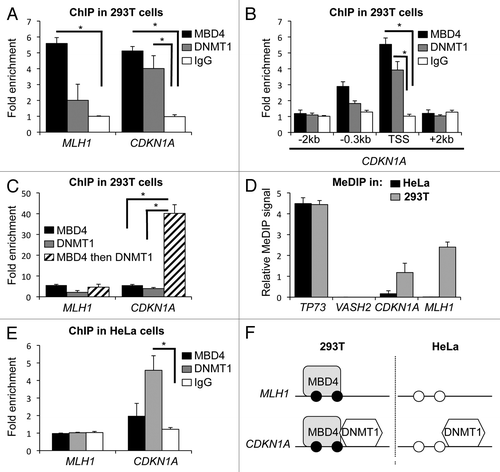 Figure 1. MBD4 binds the methylated CDKN1A/p21 and MLH1 promoters. (A) ChIP analysis of MBD4 and DNMT1 binding to MLH1 and CDKN1A/p21 promoters in 293T cells (n = 3). (B) ChIP analysis of MBD4 and DNMT1 binding at CDKN1A/p21 transcription start site (TSS) and surrounding regions (-2kb/+2kb) in 293T cells (n = 3). (C) Re-ChIP analysis of MBD4 and DNMT1 co-binding at CDKN1A/p21 promoter in 293T cells (n = 3). (D) DNA methylation analysis by MeDIP at TP73, VASH2 and CDKN1A promoters in HeLa and in 293T cells. (E) ChIP analysis of MBD4 binding at MLH1 and CDKN1A/p21 promoters in HeLa cells (n = 3). (F) Summarization of the results. Black circles represent methylated DNA, white circles unmethylated DNA.